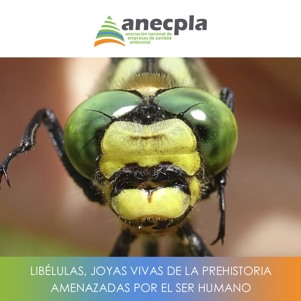 logo Anecpla
